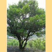 Single-Tree-quotSong-Zhongquot-Dan-Cong-Oolong-Tea-Spring-2015-2