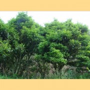 Single-Tree-quotSong-Zhongquot-Dan-Cong-Oolong-Tea-Spring-2015-6
