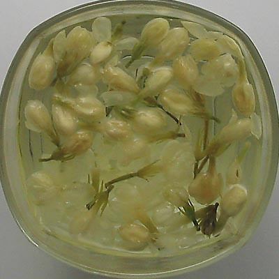pearl green tea wholesale products different kinds lily flowers